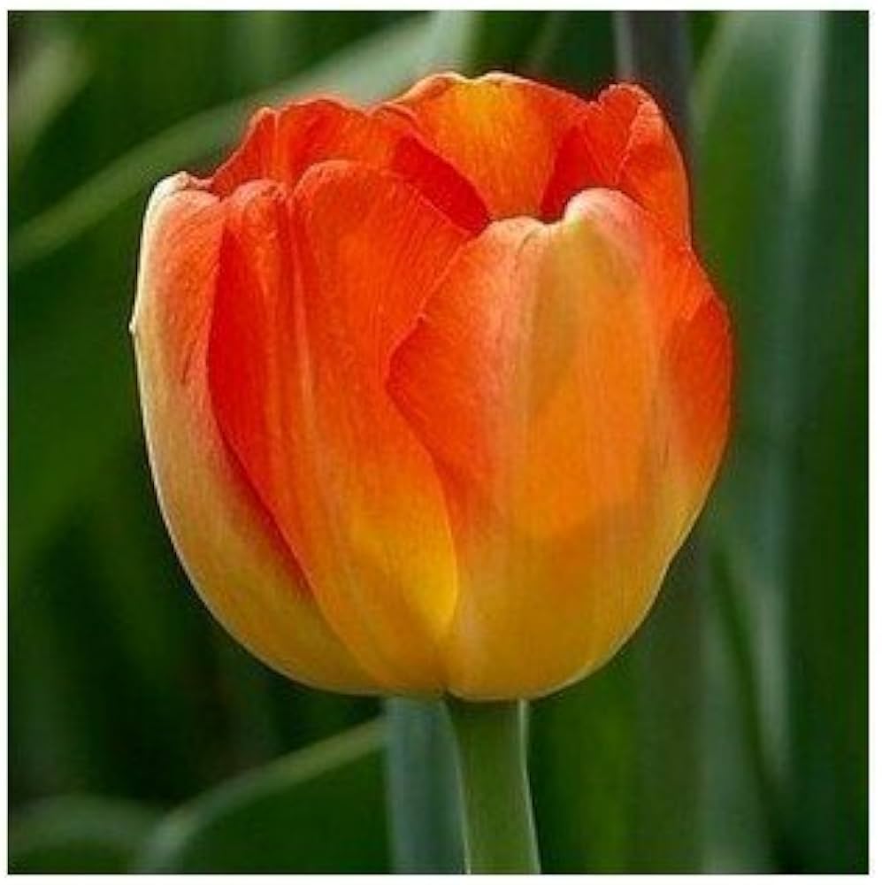 Elegant Maroon Tulip Seeds For Planting Flower