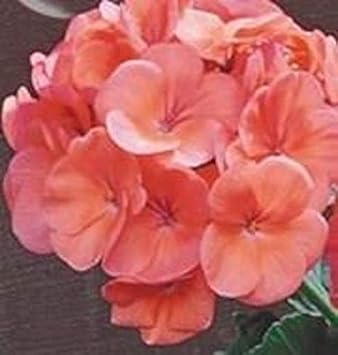 Mixed Color Amaryllis Flower Seeds for Planting Cut Flower Favorite Heirloom & GMO Free Seeds for Home Garden
 
 Sale for planting in home garden