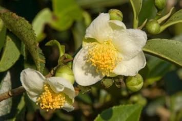 White Camellia Sinensis Flower seeds for Planting - Long Bloom Season, Heirloom & GMO Free Seeds for Home Garden
 
 Sale for planting in home garden
