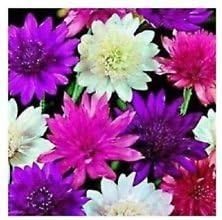 Mixed Xeranthemum Flower seeds for Planting - Drought Tolerant, Heirloom & GMO Free Seeds for Home Garden
 
 Sale for planting in home garden.