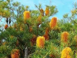 Banksia Flower seeds for Planting Drought Tolerant Heirloom & GMO Free Seeds for Home Garden 
 
 Sale for planting in home garden