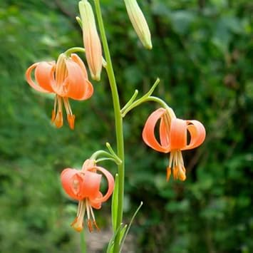 Lilium Martagon Flower seeds for Planting - Fragrant Blossoms, Heirloom & GMO Free Seeds for Home Garden
 
 Sale seeds for planting in home garden