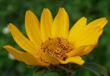 Yellow Heliopsis Flower seeds for Planting - Cut Flower Favorite, Heirloom & GMO Free Seeds for Home Garden
 
 Sale for planting in home garden.