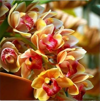 Cymbidium Maxillaria Goeringii Plant Seeds For Yellow Planting - Seed Vibrant White Blooms In Your