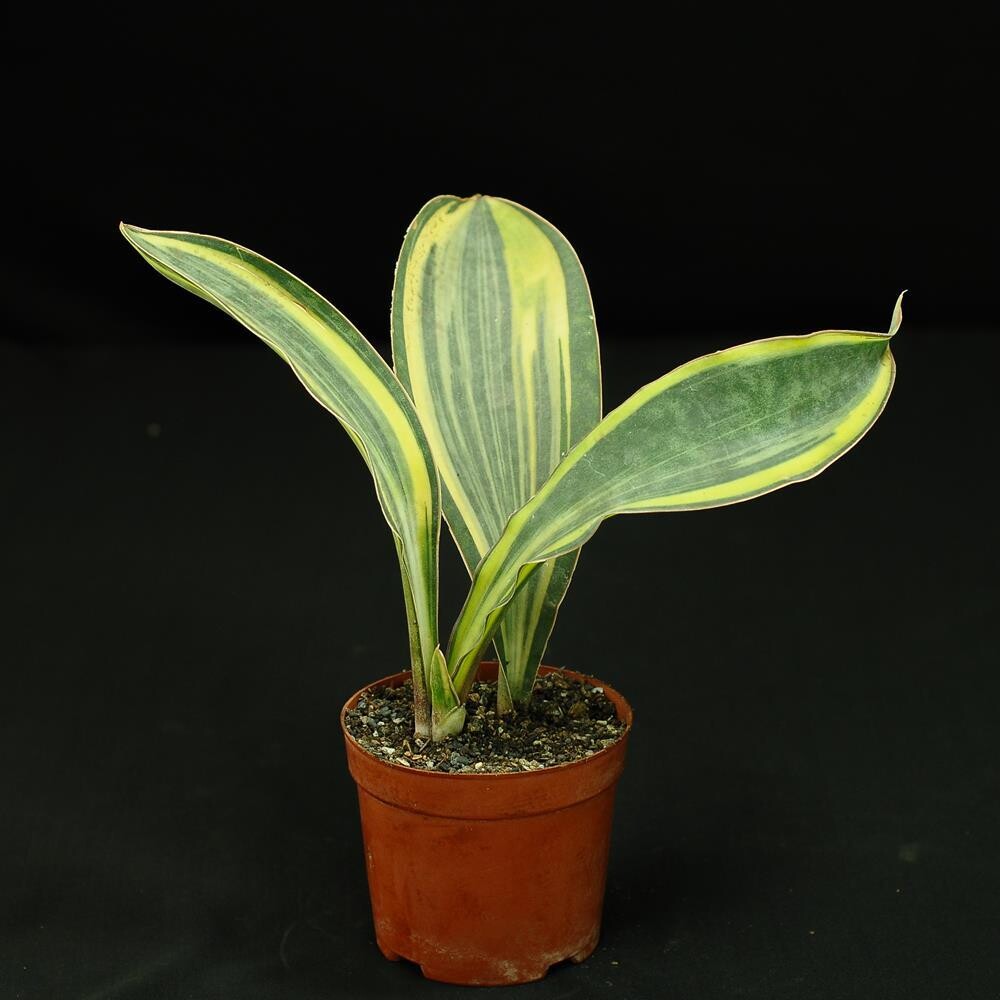 Sansevieria Plant Seeds Planting Thick Green Yellow Flower