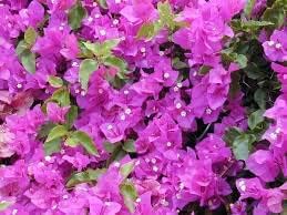 Bougainvillea Spectabilis Flower seeds for Planting - Pollinator Friendly, Heirloom & GMO Free Seeds for Home Garden
 
 Sale seeds for home garden
