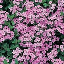 Saponaria Flower seeds for Planting Sun Loving Heirloom & GMO Free Seeds for Home Garden 
 
 Sale for planting in home garden