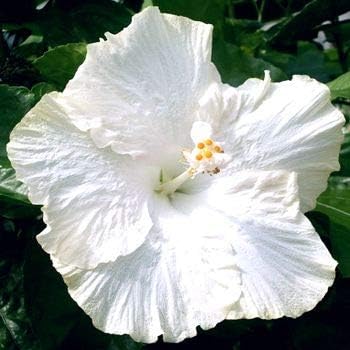 Planting White Hibiscus Seeds For Vibrant Garden Displays Flower