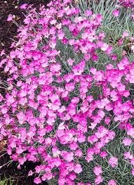 Lime Green Geranium Flower Seeds for Planting Pollinator Friendly Heirloom & GMO Free Seeds for Home Garden
 
 Sale for planting in home garden