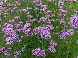 Heirloom Verbena Flower seeds for Planting Low Maintenance Heirloom & GMO Free Seeds for Home Garden 
 
 Sale for planting in home garden