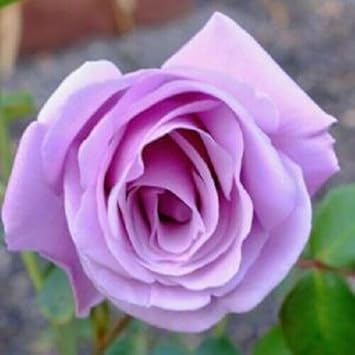 Rose Flower seeds for Planting Compact Growth Heirloom & GMO Free Seeds for Home Garden 
 
 Sale for planting in home garden