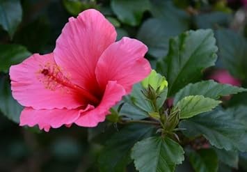 Vibrant Dark Pink Hibiscus Flower Seeds For Spring Planting