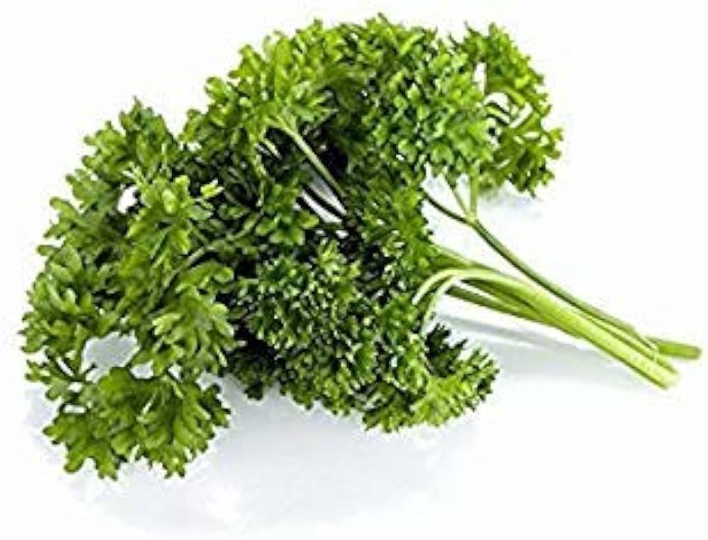Curled Parsley Petroselinum crispum seeds for planting in herb bed