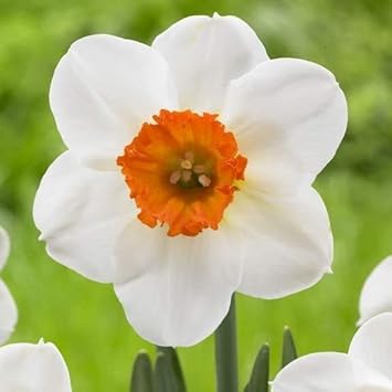 Vibrant Daffodils Seeds - Orange And White For Spring Planting