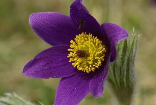 Violet Anemone Pulsatilla Vulgaris/Purple Pasque Flower Seeds Best Selling