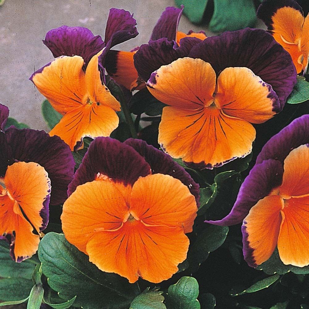 Orange Violet Pansy Flower seeds for Planting - Compact Growth, Heirloom & GMO Free Seeds for Home Garden
 
 Sale seeds for planting in home garden