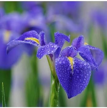 Mixed Colour Passion Flower Seeds for Planting Hardy Variety Heirloom & GMO Free Seeds for Home Garden
 
 Sale for planting in home garden