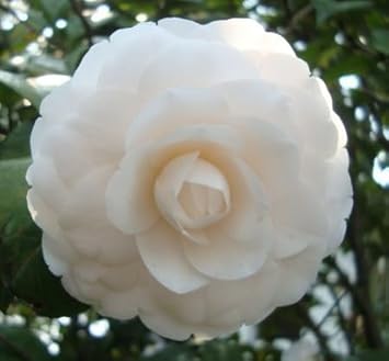 White Red Camellia Flower Seeds for Planting Low Maintenance Heirloom & GMO Free Seeds for Home Garden
 
 Sale for planting in home garden