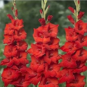 Red Gladiolus Seeds For Planting