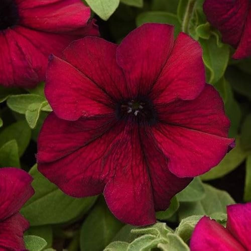 Logro Floribunda Burgundy Petunia flower seeds for bold colors