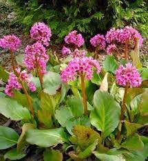 Hardy Bergenia Flower Seeds For Planting