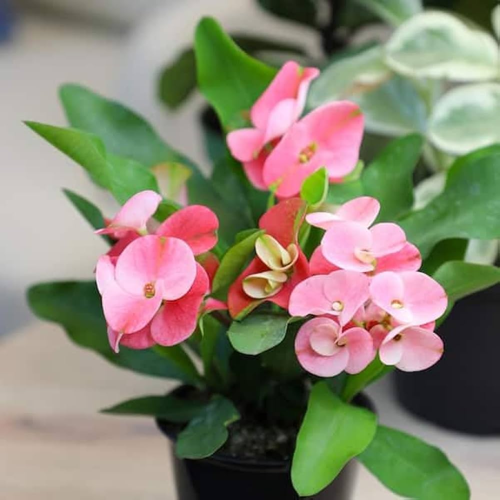 Light Pink Euphorbia Milii Flower seeds for Planting - Perfect for Borders, Heirloom & GMO Free Seeds for Home Garden
 
 Sale seeds for planting in home garden