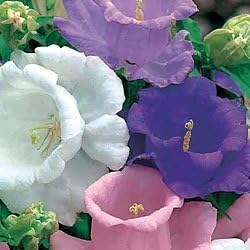 Heirloom Campanula Canterbury Mix seeds for colorful flowers
