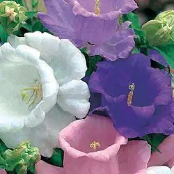 Rubinrot Heirloom Campanula Canterbury Bell seeds