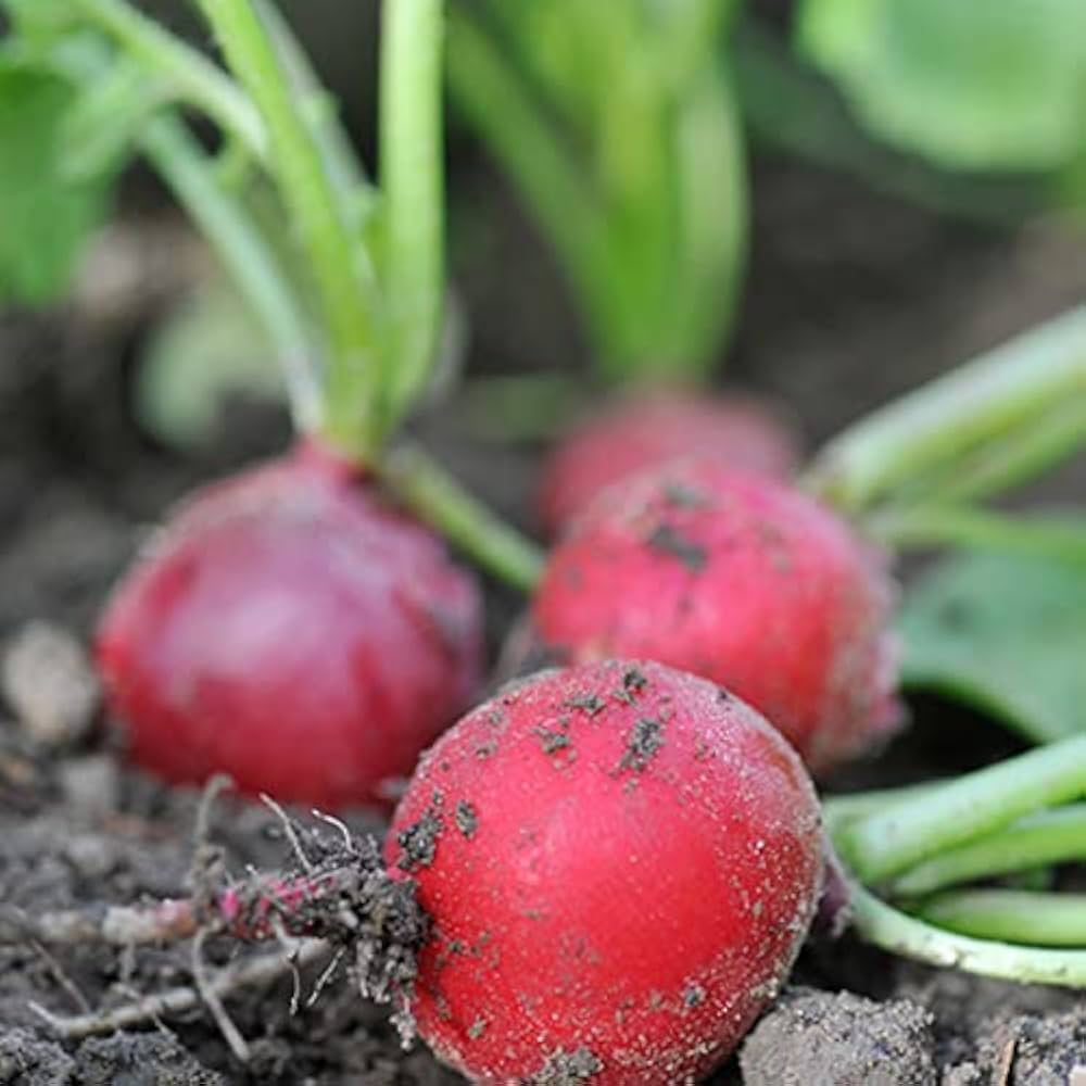 Celesta Ravanello Raphanus Sativus Seeds for planting in flower bed