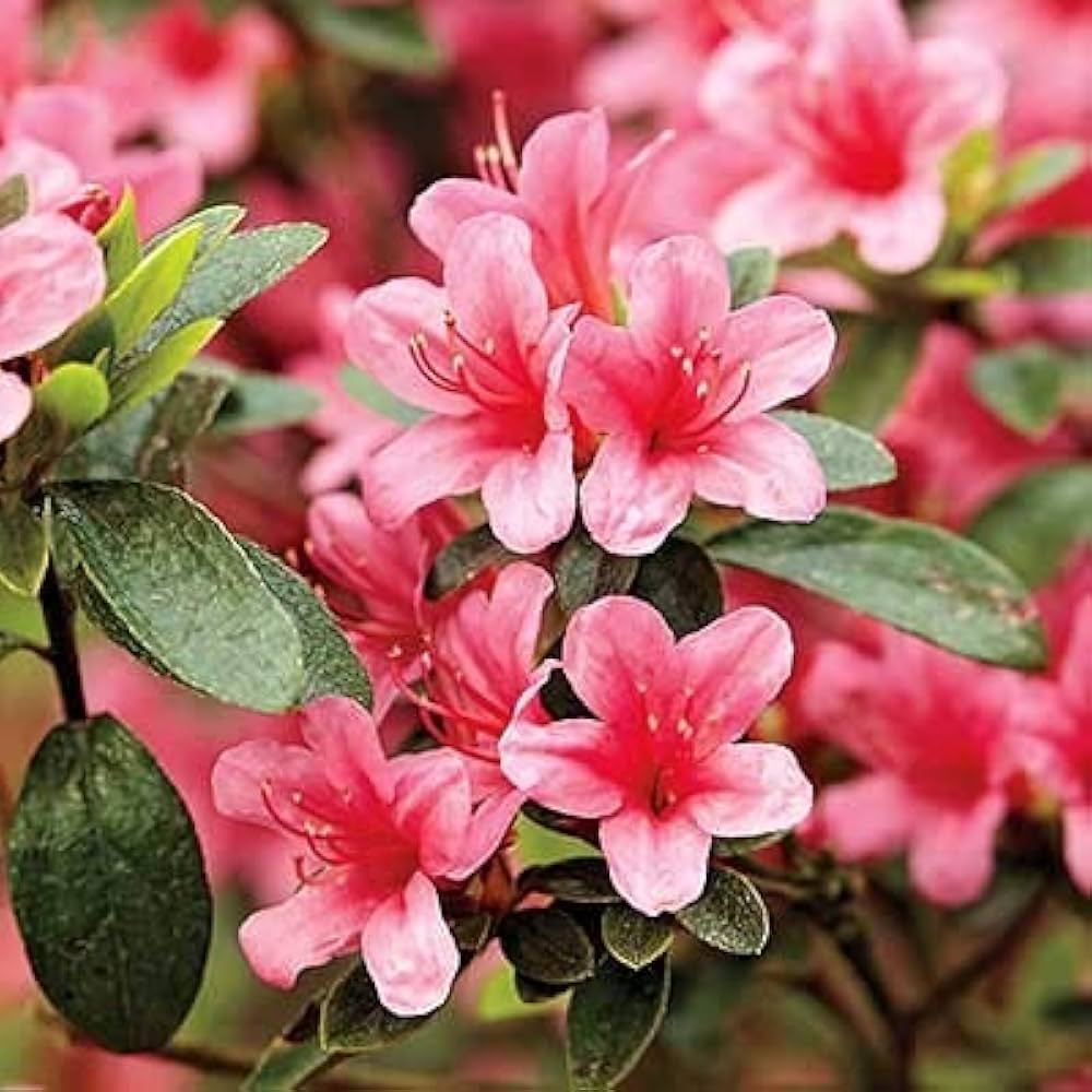 Azalea Pink Flower seeds for Planting - Garden Favorite, Heirloom & GMO Free Seeds for Home Garden
 
 Sale for planting in home garden.