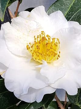 Yellow White Camellia Flower seeds for Planting - Perfect for Borders, Heirloom & GMO Free Seeds for Home Garden
 
 Sale seeds for planting in home garden