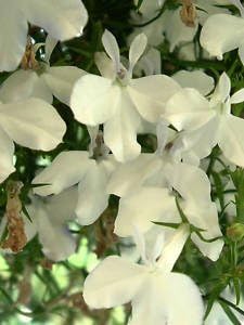 Lobelia Regatta White seeds for elegant white flowers