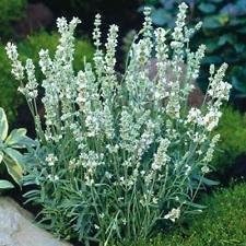 White Lavender Ellagance Flower seeds for Planting - Premium Quality, Heirloom & GMO Free Seeds for Home Garden
 
 Sale seeds for home garden