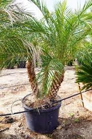 Pygmy Date Palm Tree Seeds For Planting - Compact Growth Your Garden Flower