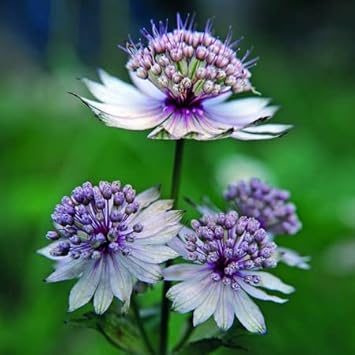 Blue Masterwort Flower seeds for Planting - Wildflower Mix, Heirloom & GMO Free Seeds for Home Garden
 
 Sale seeds for home garden