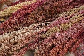 Heirloom Quinoa Flower seeds for Planting Cottage Garden Essential Heirloom & GMO Free Seeds for Home Garden 
 
 Sale for planting in home garden