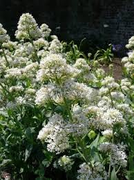 Centranthus Ruber Albus Seeds For Planting - Valerian Blooms Flower