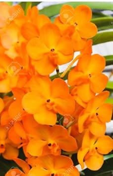 Dark Orange Phalaenopsis Orchid Seeds For Planting Flower