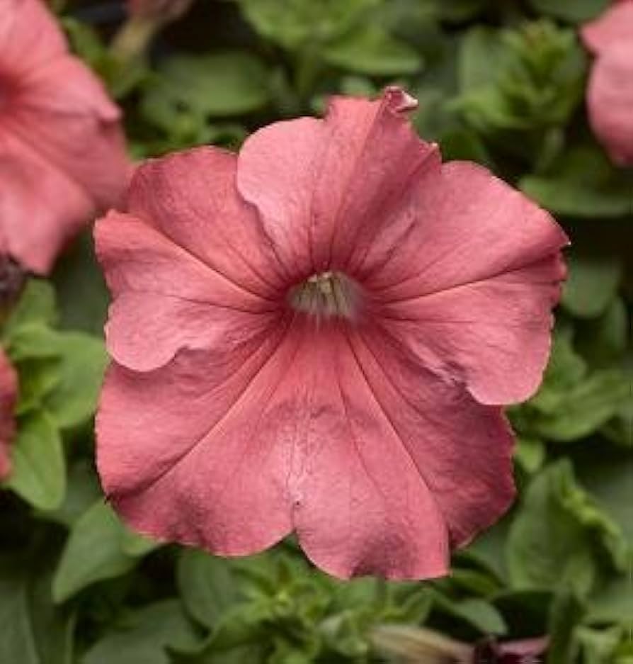 Tritunia Salmon Geäderte Petunia flower seeds for vibrant displays