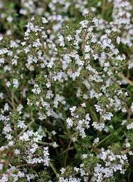 Thymus Fragrantissimu Flower seeds for Planting Cottage Garden Essential Heirloom & GMO Free Seeds for Home Garden 
 
 Sale for planting in home garden