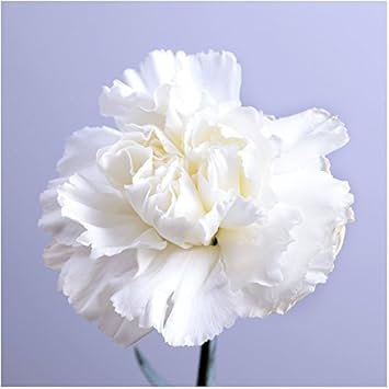 Violet Clematis Flower Seeds for Planting Sun Loving Heirloom & GMO Free Seeds for Home Garden
 
 Sale for planting in home garden