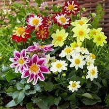 Dahlia Flower seeds for Planting Low Maintenance Heirloom & GMO Free Seeds for Home Garden 
 
 Sale for planting in home garden