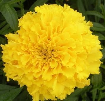 Yellow Caryophyllus Flower seeds for Planting - Long Bloom Season, Heirloom & GMO Free Seeds for Home Garden
 
 Sale seeds for home garden