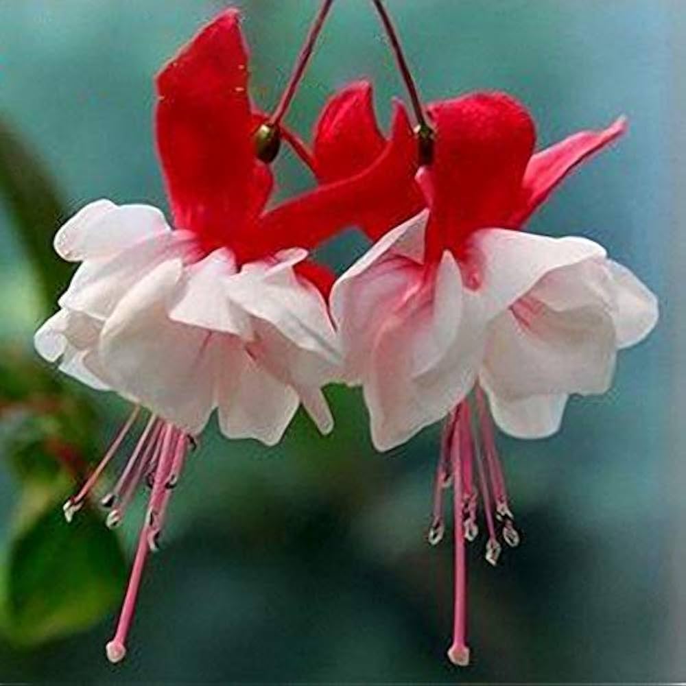 Fuchsia hybrida for planting in balcony pots