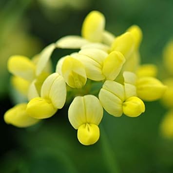 Yellow Coronilla Seeds Flower seeds for Planting - Cottage Garden Essential, Heirloom & GMO Free Seeds for Home Garden
 
 Sale for planting in home garden