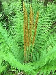 Cinnamon Fern Spores Flower seeds for Planting - Seasonal Bloomer, Heirloom & GMO Free Seeds for Home Garden
 
 Sale seeds for home garden