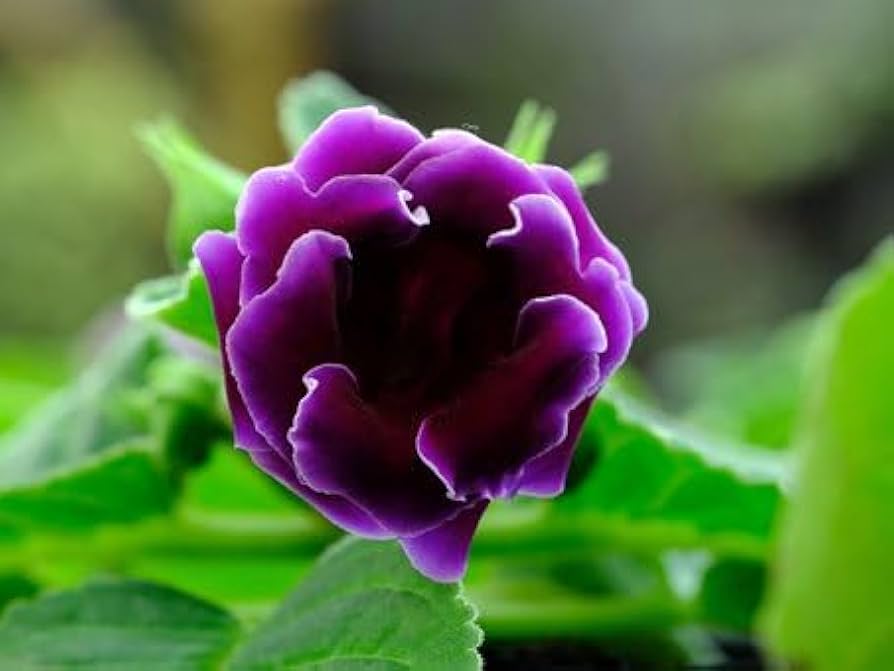 Pink Purple Gloxinia Flower seeds for Planting - Compact Growth, Heirloom & GMO Free Seeds for Home Garden
 
 Sale seeds for home garden