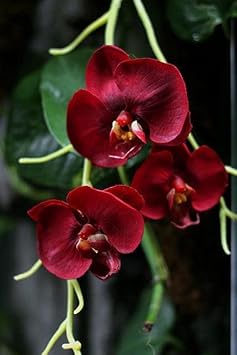 Maroon Phalaenopsis Orchid Flower seeds for Planting - Vibrant Colors, Heirloom & GMO Free Seeds for Home Garden
 
 Sale for planting in home garden.