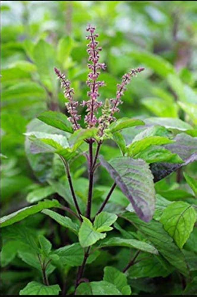 Ocimum sanctum HR360 Holy Basil herb seeds for sacred planting