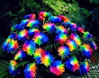 Crisantemos Flower seeds for Planting - Low Maintenance, Heirloom & GMO Free Seeds for Home Garden
 
 Sale for planting in home garden.